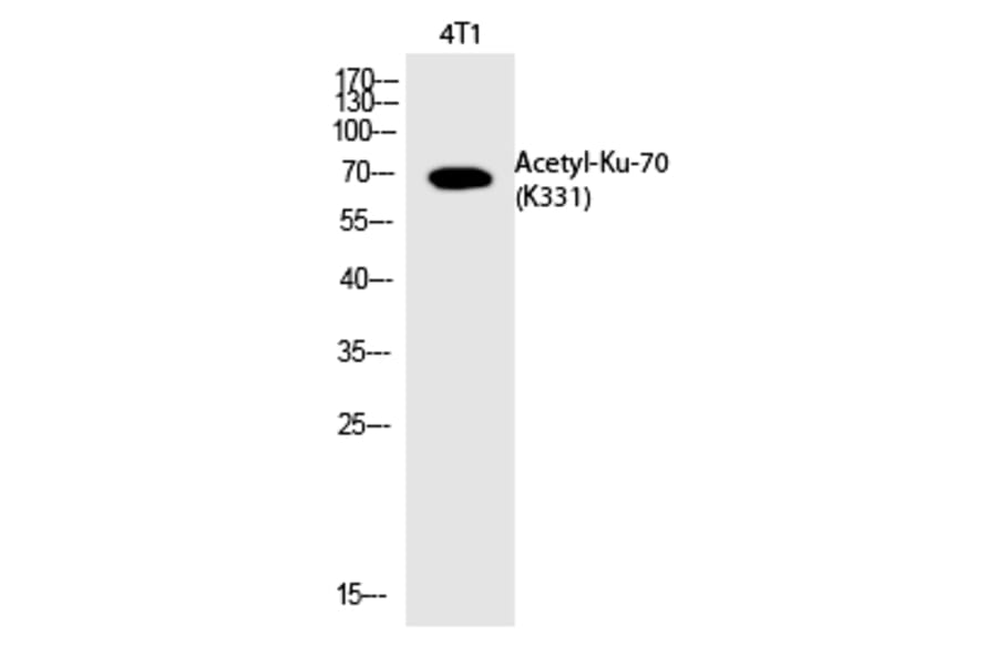 Western blot - Ku-70 (Acetyl-Lys331) Polyclonal Antibody from Signalway Antibody (HW129) - Antibodies.com