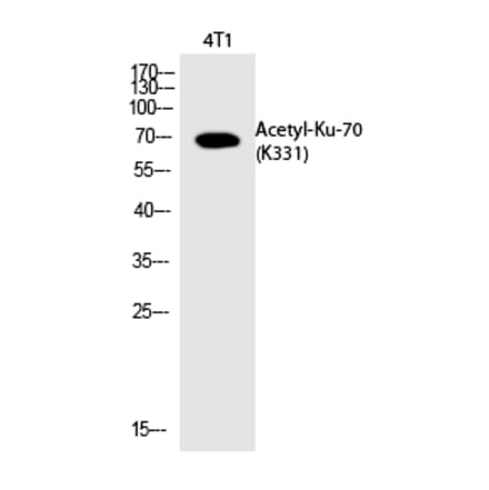 Western blot - Ku-70 (Acetyl-Lys331) Polyclonal Antibody from Signalway Antibody (HW129) - Antibodies.com