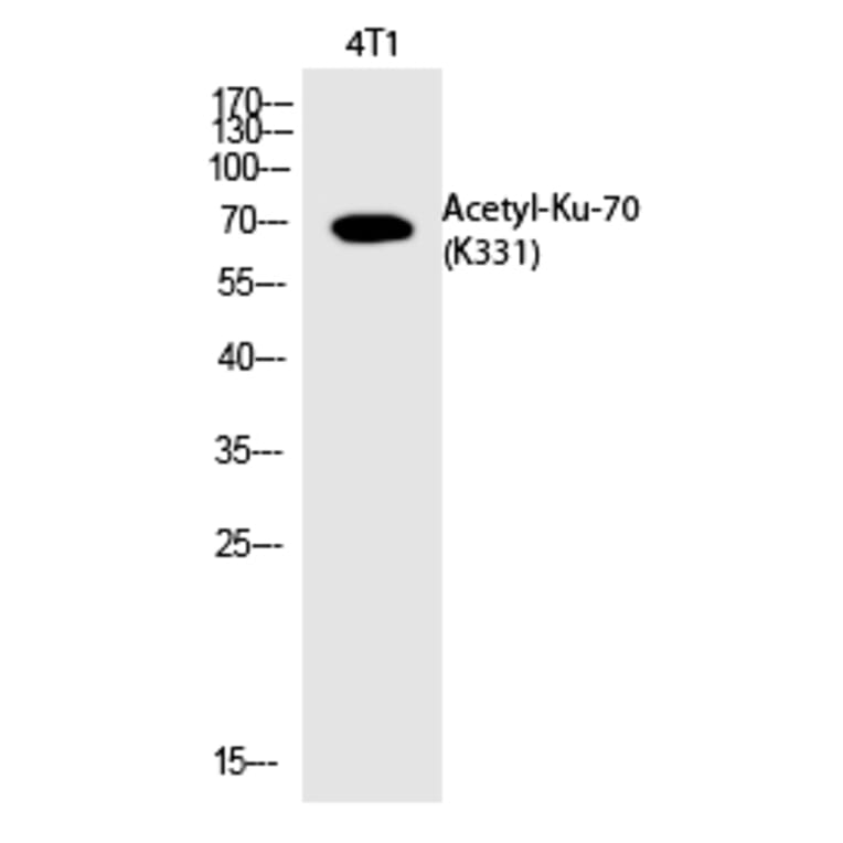 Western blot - Ku-70 (Acetyl-Lys331) Polyclonal Antibody from Signalway Antibody (HW129) - Antibodies.com