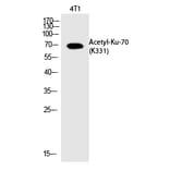 Western blot - Ku-70 (Acetyl-Lys331) Polyclonal Antibody from Signalway Antibody (HW129) - Antibodies.com