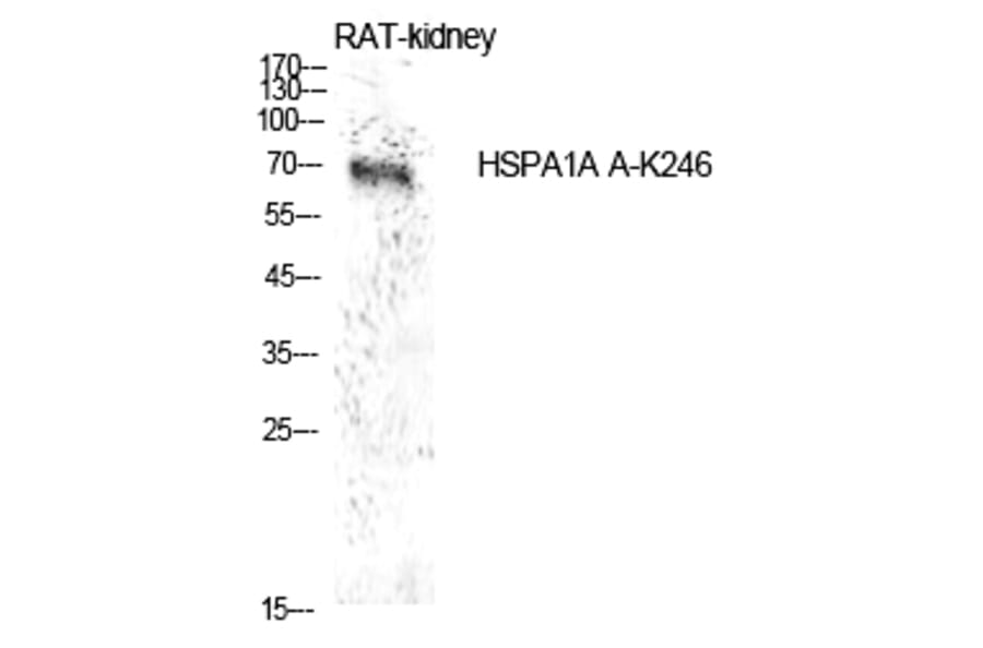 Western blot - HSP70 (Acetyl-Lys246) Polyclonal Antibody from Signalway Antibody (HW145) - Antibodies.com