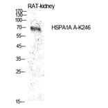 Western blot - HSP70 (Acetyl-Lys246) Polyclonal Antibody from Signalway Antibody (HW145) - Antibodies.com