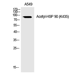 Western blot - HSP 90 (Acetyl-Lys435) Polyclonal Antibody from Signalway Antibody (HW119) - Antibodies.com