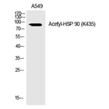 Western blot - HSP 90 (Acetyl-Lys435) Polyclonal Antibody from Signalway Antibody (HW119) - Antibodies.com