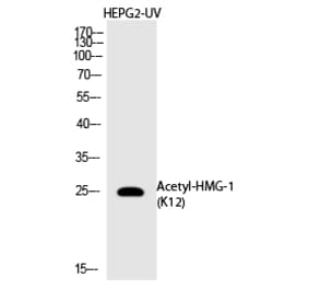 Western blot - HMG-1 (Acetyl-Lys12) Polyclonal Antibody from Signalway Antibody (HW144) - Antibodies.com
