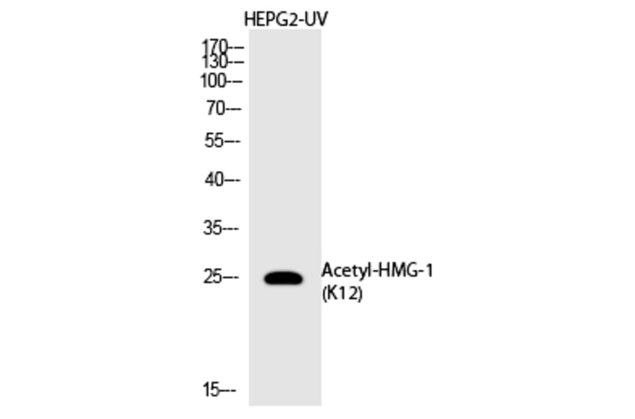 Western blot - HMG-1 (Acetyl-Lys12) Polyclonal Antibody from Signalway Antibody (HW144) - Antibodies.com