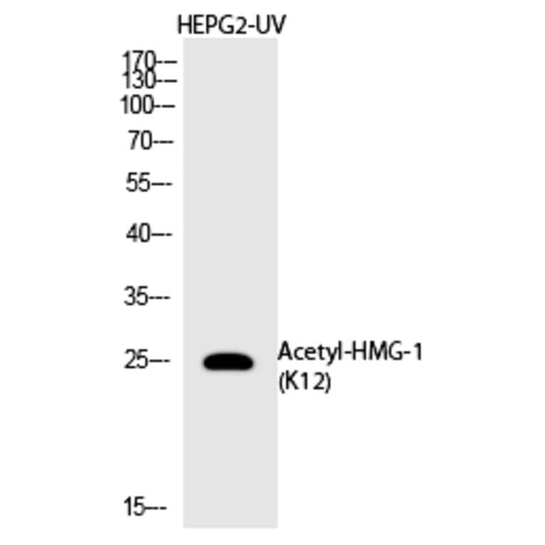 Western blot - HMG-1 (Acetyl-Lys12) Polyclonal Antibody from Signalway Antibody (HW144) - Antibodies.com