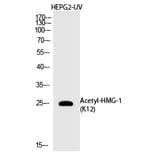 Western blot - HMG-1 (Acetyl-Lys12) Polyclonal Antibody from Signalway Antibody (HW144) - Antibodies.com