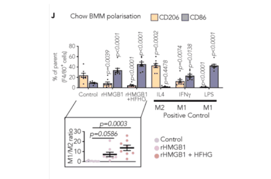 Immunoblot - Anti-HMG-1 (Acetyl-Lys12) Antibody - Antibodies.com