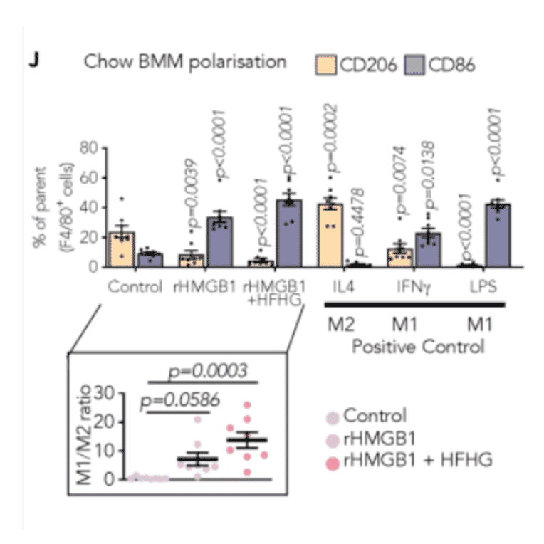 Immunoblot - Anti-HMG-1 (Acetyl-Lys12) Antibody - Antibodies.com