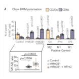 Immunoblot - Anti-HMG-1 (Acetyl-Lys12) Antibody - Antibodies.com