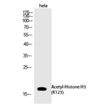Western blot - Histone H3 (Acetyl-Lys123) Polyclonal Antibody from Signalway Antibody (HW143) - Antibodies.com