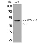 Western blot - EF-1 α1/2 (Acetyl-Lys41) Polyclonal Antibody from Signalway Antibody (HW117) - Antibodies.com
