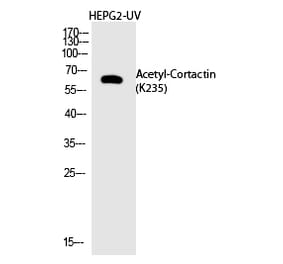 Western blot - Cortactin (Acetyl-Lys235) Polyclonal Antibody from Signalway Antibody (HW142) - Antibodies.com