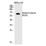 Western blot - Cortactin (Acetyl-Lys235) Polyclonal Antibody from Signalway Antibody (HW142) - Antibodies.com