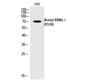 Western blot - BMAL1 (Acetyl-Lys538) Polyclonal Antibody from Signalway Antibody (HW127) - Antibodies.com