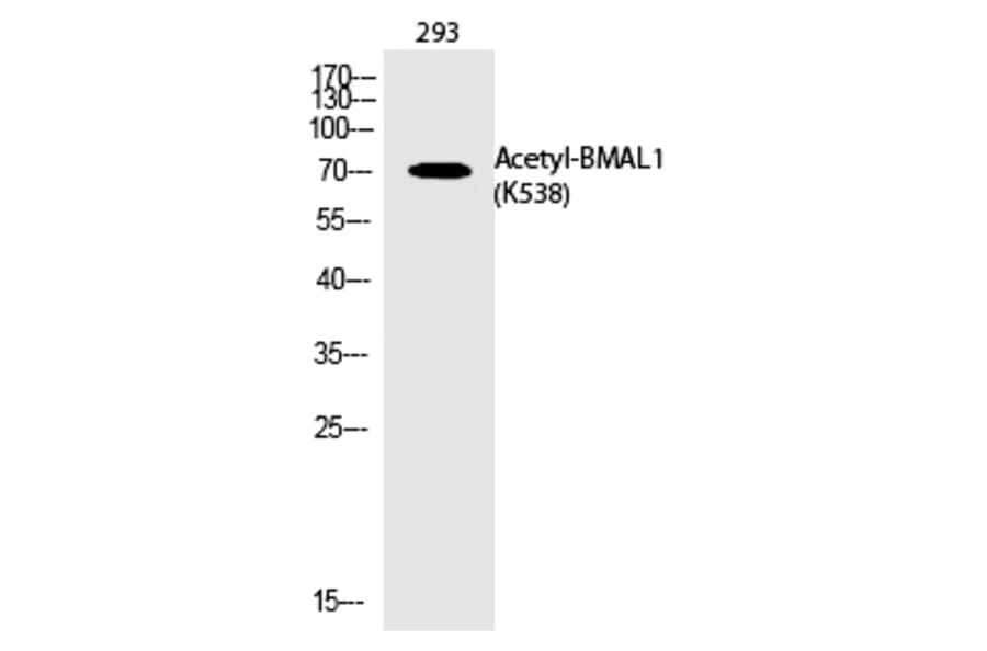 Western blot - BMAL1 (Acetyl-Lys538) Polyclonal Antibody from Signalway Antibody (HW127) - Antibodies.com