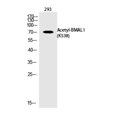 Western blot - BMAL1 (Acetyl-Lys538) Polyclonal Antibody from Signalway Antibody (HW127) - Antibodies.com