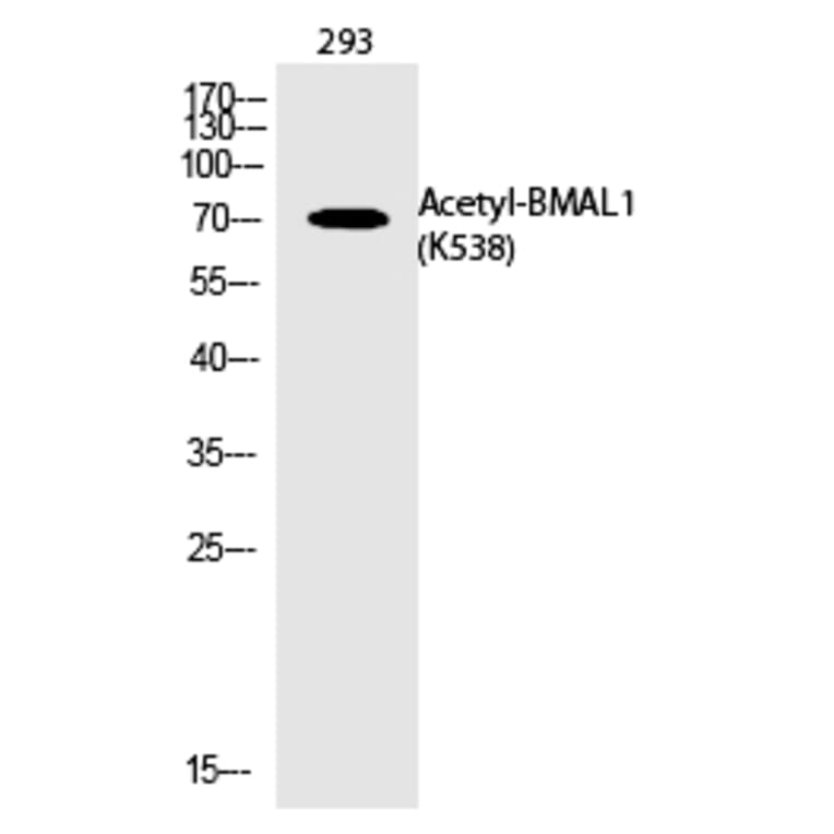 Western blot - BMAL1 (Acetyl-Lys538) Polyclonal Antibody from Signalway Antibody (HW127) - Antibodies.com