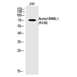 Western blot - BMAL1 (Acetyl-Lys538) Polyclonal Antibody from Signalway Antibody (HW127) - Antibodies.com
