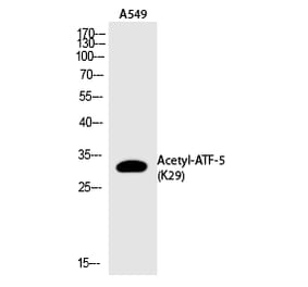Western blot - ATF-5 (Acetyl-Lys29) Polyclonal Antibody from Signalway Antibody (HW114) - Antibodies.com
