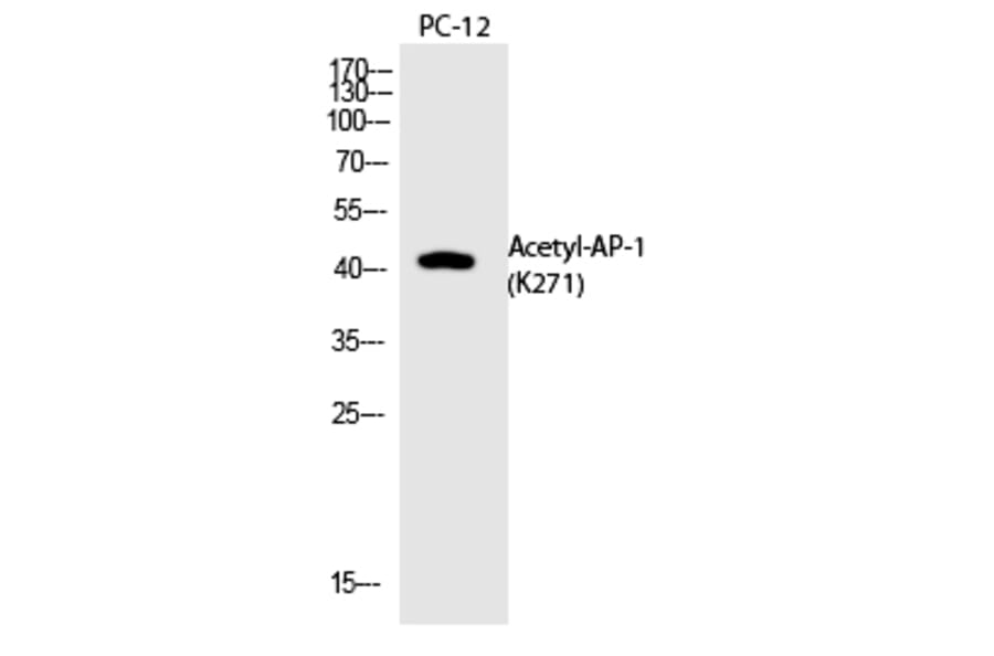 Western blot - AP-1 (Acetyl-Lys271) Polyclonal Antibody from Signalway Antibody (HW146) - Antibodies.com