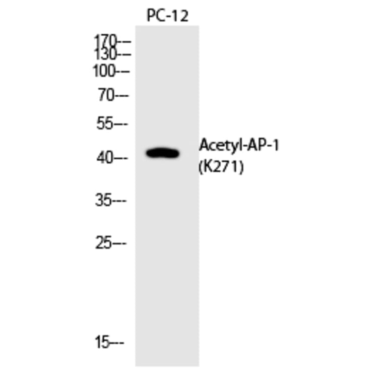 Western blot - AP-1 (Acetyl-Lys271) Polyclonal Antibody from Signalway Antibody (HW146) - Antibodies.com