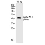 Western blot - AP-1 (Acetyl-Lys271) Polyclonal Antibody from Signalway Antibody (HW146) - Antibodies.com