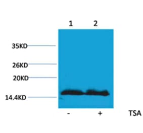 Western blot - Histone H4 (Acetyl-Lys91) Rabbit Polyclonal Antibody from Signalway Antibody (HW097) - Antibodies.com