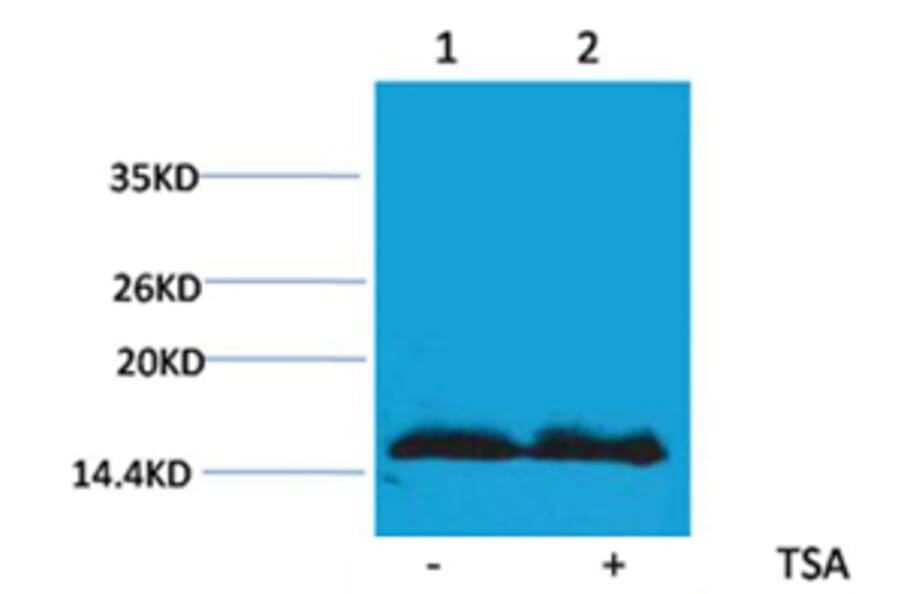 Western blot - Histone H4 (Acetyl-Lys91) Rabbit Polyclonal Antibody from Signalway Antibody (HW097) - Antibodies.com