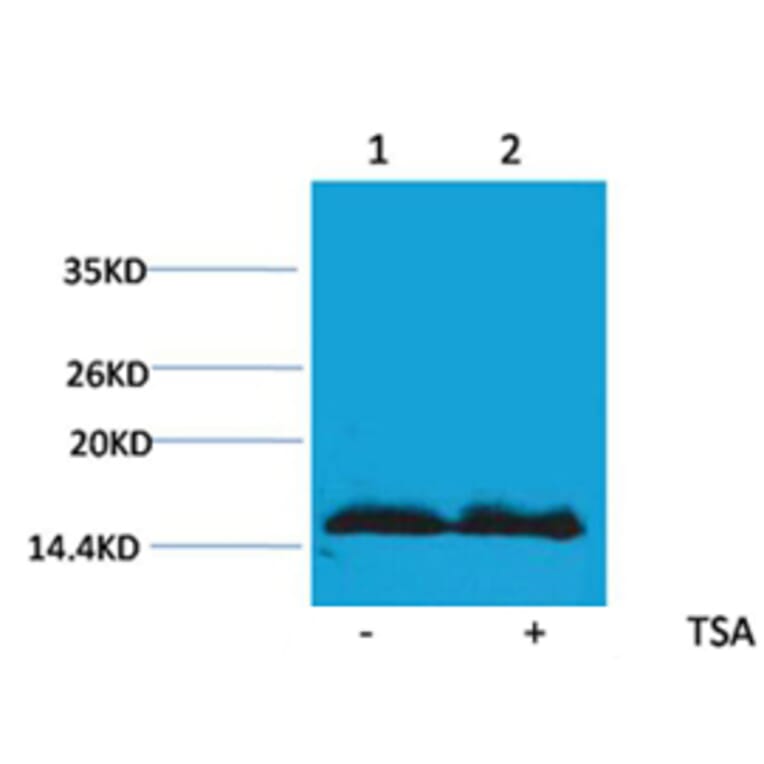 Western blot - Histone H4 (Acetyl-Lys91) Rabbit Polyclonal Antibody from Signalway Antibody (HW097) - Antibodies.com
