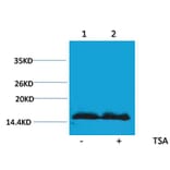 Western blot - Histone H4 (Acetyl-Lys91) Rabbit Polyclonal Antibody from Signalway Antibody (HW097) - Antibodies.com