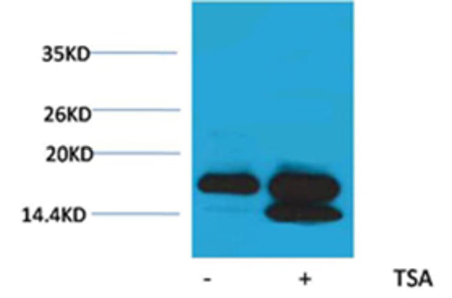 Western blot - Histone H4 (Acetyl-Lys5) Rabbit Polyclonal Antibody from Signalway Antibody (HW090) - Antibodies.com
