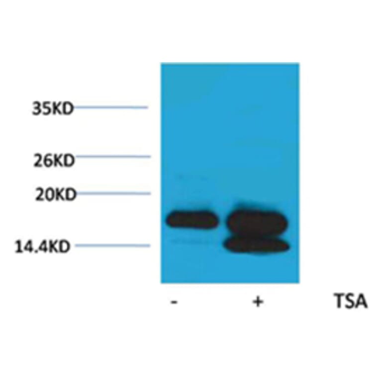 Western blot - Histone H4 (Acetyl-Lys5) Rabbit Polyclonal Antibody from Signalway Antibody (HW090) - Antibodies.com