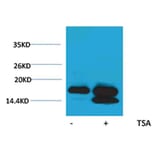 Western blot - Histone H4 (Acetyl-Lys5) Rabbit Polyclonal Antibody from Signalway Antibody (HW090) - Antibodies.com
