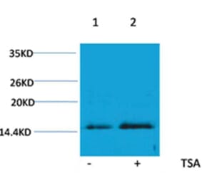 Western blot - Histone H4 (Acetyl-Lys16) Rabbit Polyclonal Antibody from Signalway Antibody (HW096) - Antibodies.com
