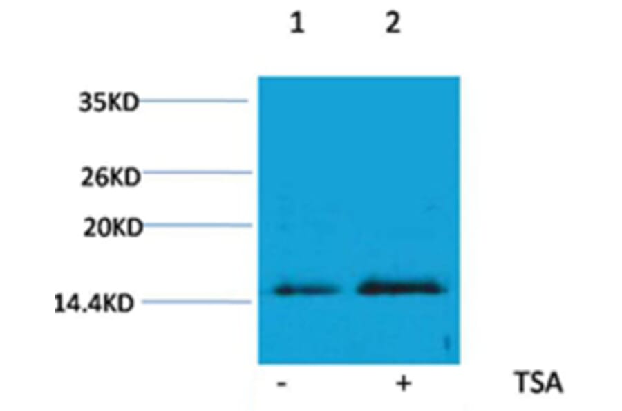 Western blot - Histone H4 (Acetyl-Lys16) Rabbit Polyclonal Antibody from Signalway Antibody (HW096) - Antibodies.com