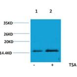 Western blot - Histone H4 (Acetyl-Lys16) Rabbit Polyclonal Antibody from Signalway Antibody (HW096) - Antibodies.com