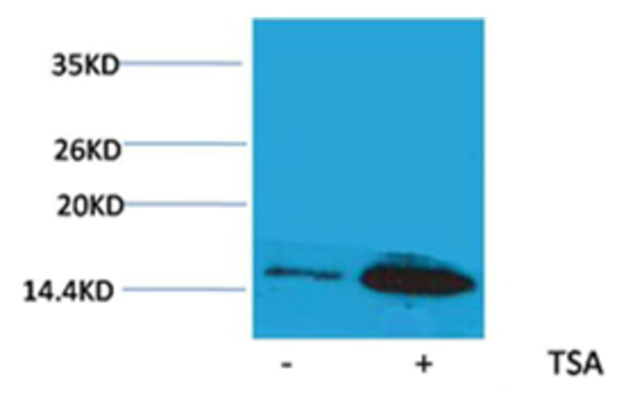 Western blot - Histone H4 (Acetyl-Lys12) Rabbit Polyclonal Antibody from Signalway Antibody (HW091) - Antibodies.com