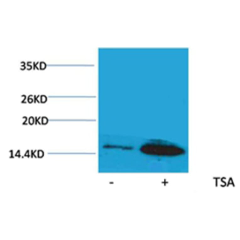 Western blot - Histone H4 (Acetyl-Lys12) Rabbit Polyclonal Antibody from Signalway Antibody (HW091) - Antibodies.com