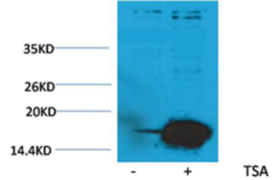 Western blot - Histone H3 (Acetyl-Lys9) Rabbit Polyclonal Antibody from Signalway Antibody (HW073) - Antibodies.com