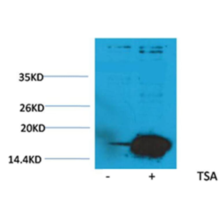 Western blot - Histone H3 (Acetyl-Lys9) Rabbit Polyclonal Antibody from Signalway Antibody (HW073) - Antibodies.com
