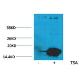 Western blot - Histone H3 (Acetyl-Lys9) Rabbit Polyclonal Antibody from Signalway Antibody (HW073) - Antibodies.com