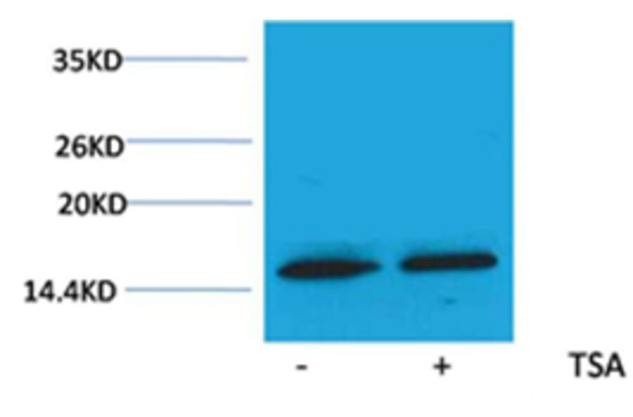 Western blot - Histone H3 (Acetyl-Lys79) Rabbit Polyclonal Antibody from Signalway Antibody (HW081) - Antibodies.com