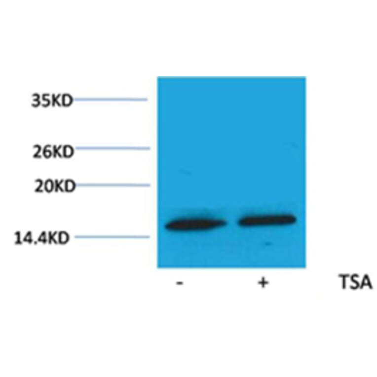 Western blot - Histone H3 (Acetyl-Lys79) Rabbit Polyclonal Antibody from Signalway Antibody (HW081) - Antibodies.com