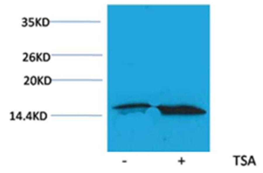 Western blot - Histone H3 (Acetyl-Lys56) Rabbit Polyclonal Antibody from Signalway Antibody (HW080) - Antibodies.com