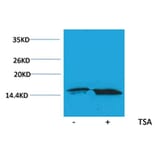 Western blot - Histone H3 (Acetyl-Lys56) Rabbit Polyclonal Antibody from Signalway Antibody (HW080) - Antibodies.com