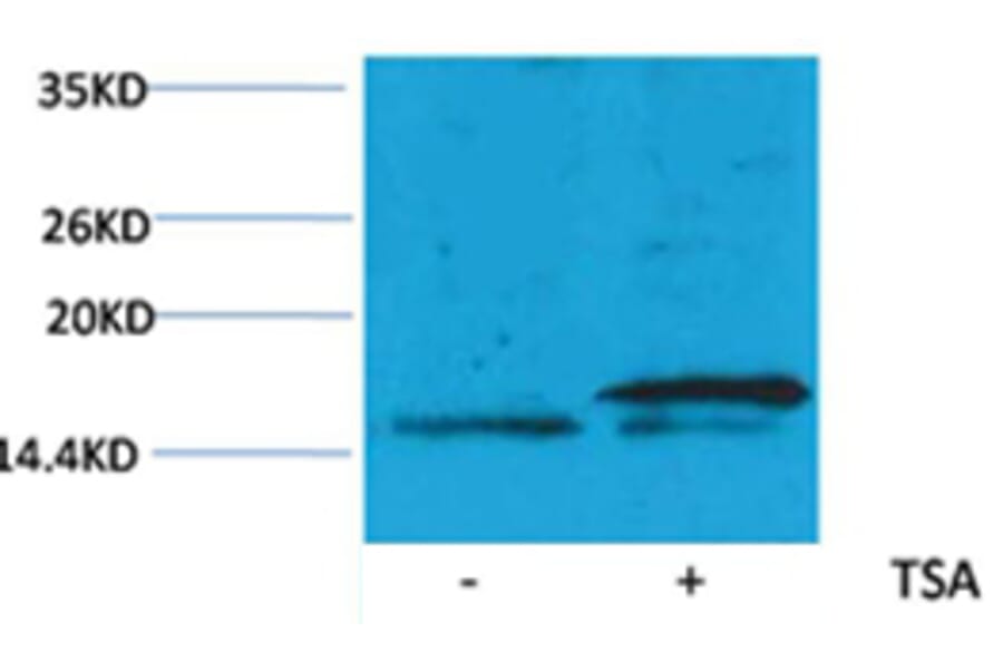 Western blot - Histone H3 (Acetyl-Lys36) Rabbit Polyclonal Antibody from Signalway Antibody (HW078) - Antibodies.com