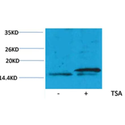 Western blot - Histone H3 (Acetyl-Lys36) Rabbit Polyclonal Antibody from Signalway Antibody (HW078) - Antibodies.com