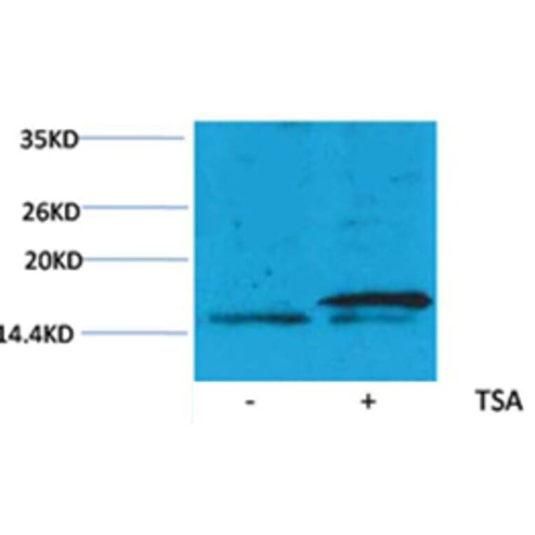 Western blot - Histone H3 (Acetyl-Lys36) Rabbit Polyclonal Antibody from Signalway Antibody (HW078) - Antibodies.com